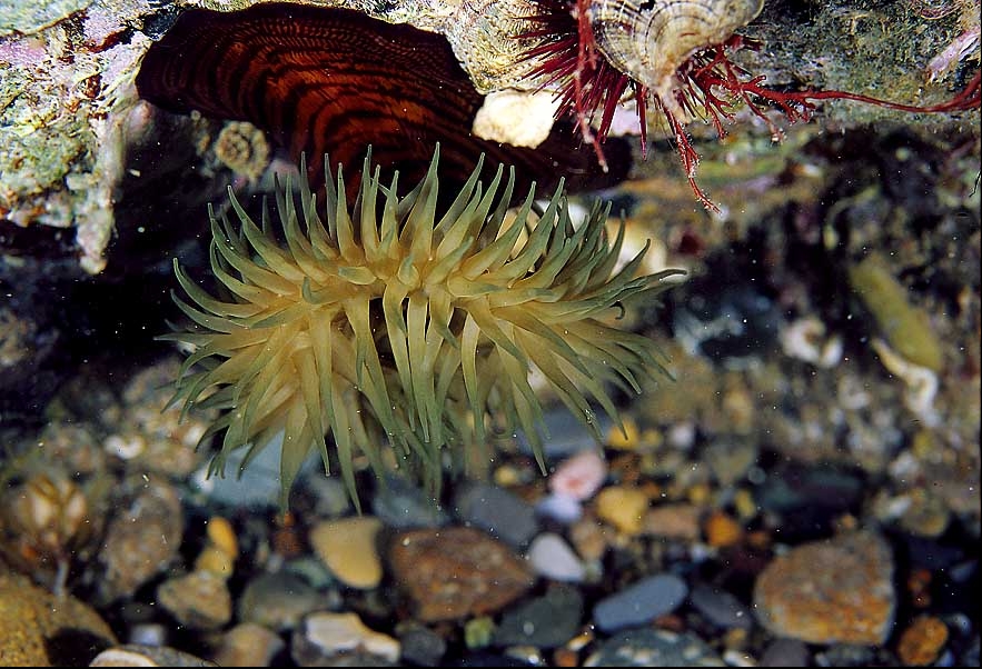 Actinia cari